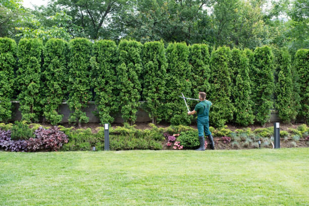 Best Lawn Maintenance Plans  in Ste Genevieve, MO